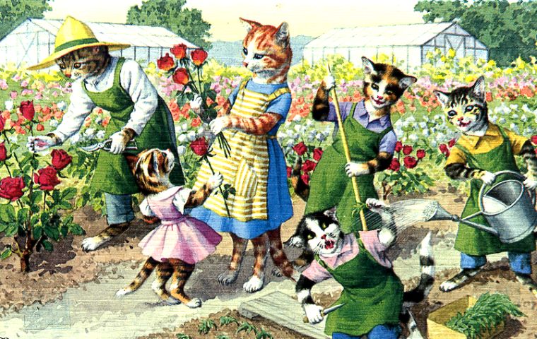 Rosehillrags MN ragdoll cats and Kittens
